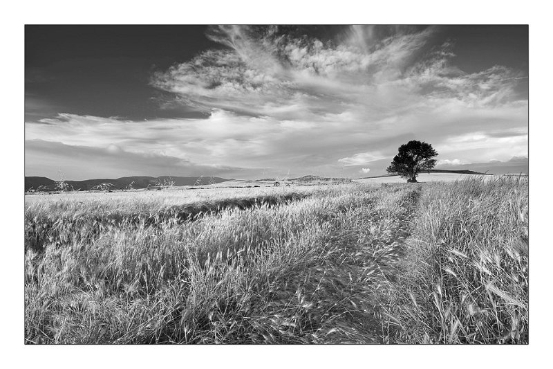 Arbol-entre-trigales.jpg - Arbol entre trigales