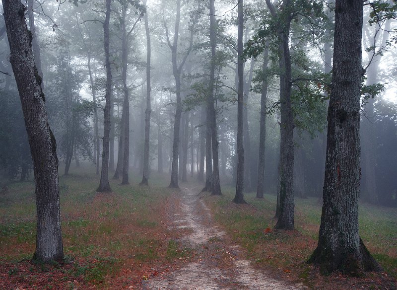 Legutiano.jpg - Camino entre robles y niebla