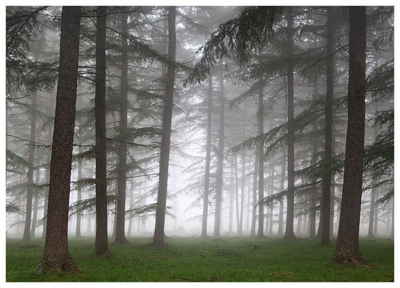 Pinos-y-nieblas.jpg - Pinos y niebla