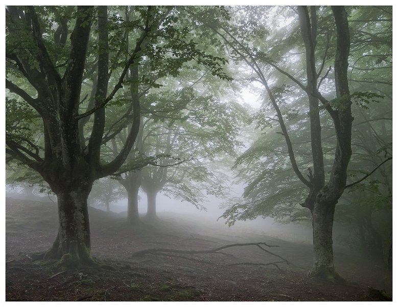 hayas-y-niebla.jpg - Hayas y niebla